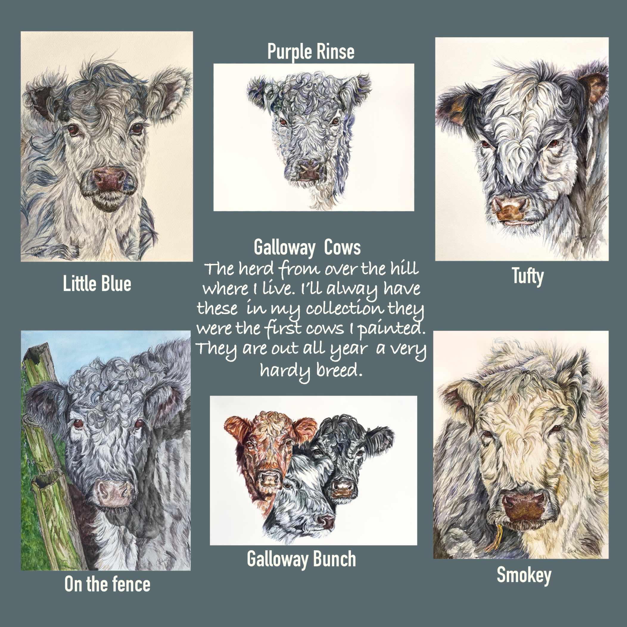 One picture with  6 individual Galloway cow portraits on .