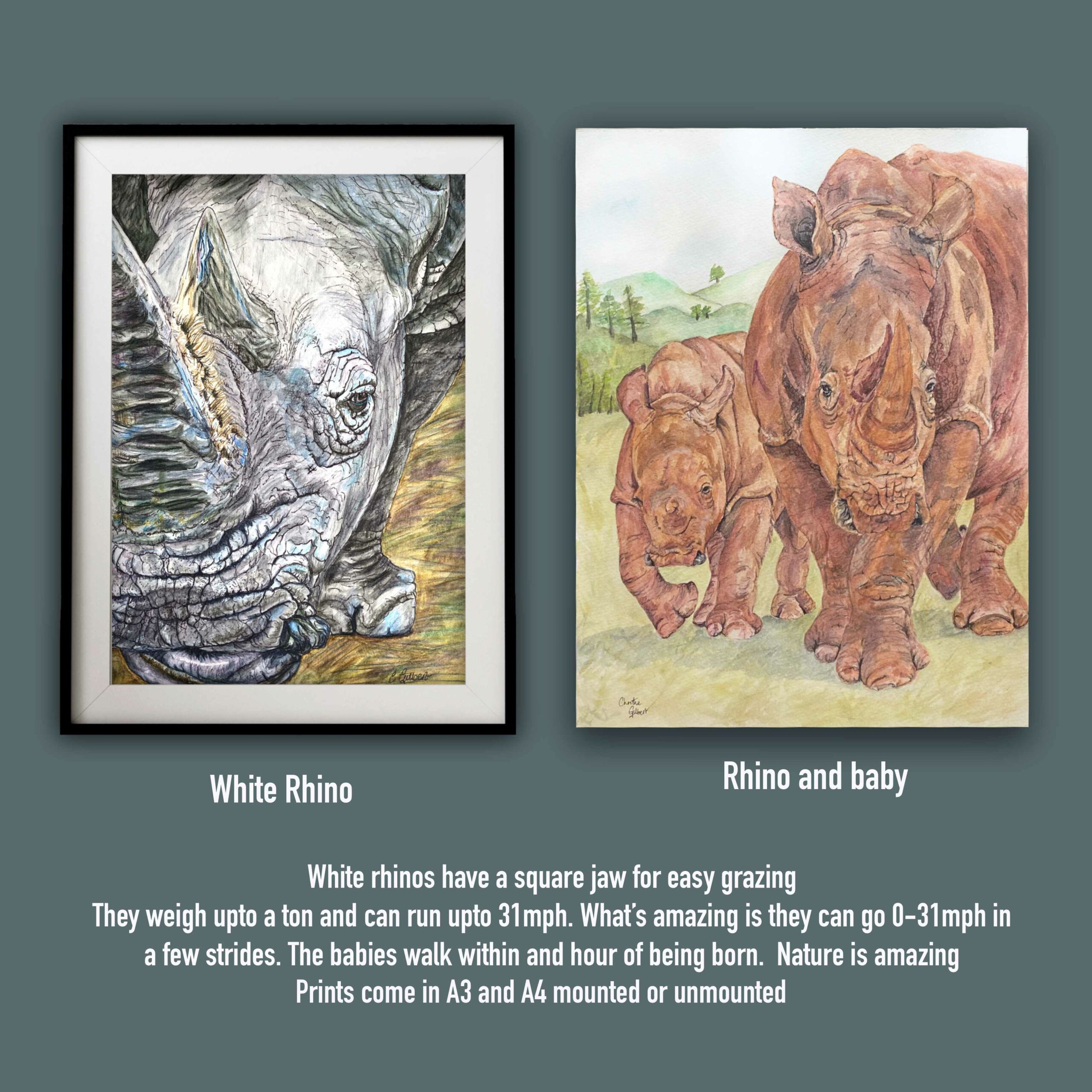 Two pieces of artwork . White Rhino portrait grey and white mainly.
Mum and baby rhino muddy red colour they’ve rolled in the mud 
