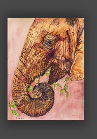 Side portrait of an African elephant eating his greens. Waterinks and pen