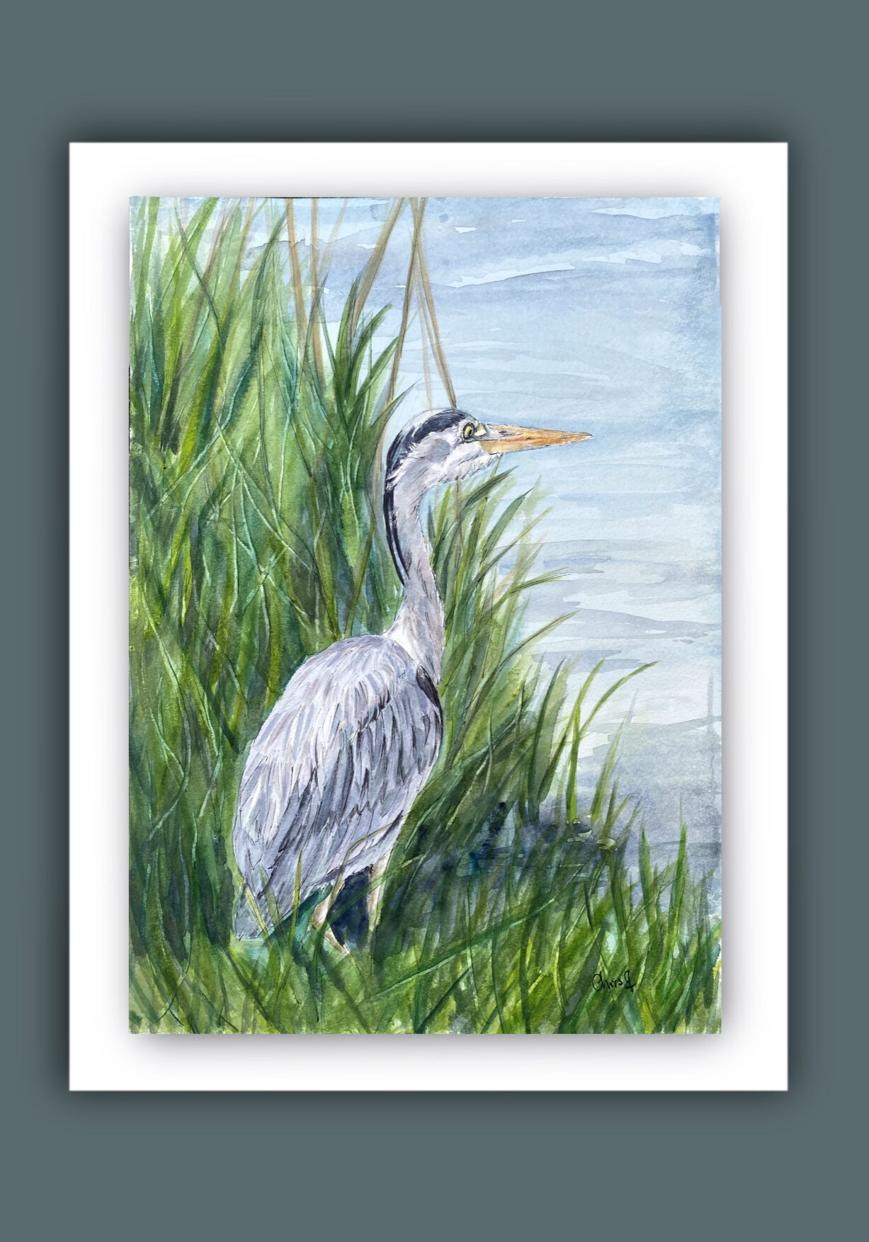 Heron stood by the water in rushes.