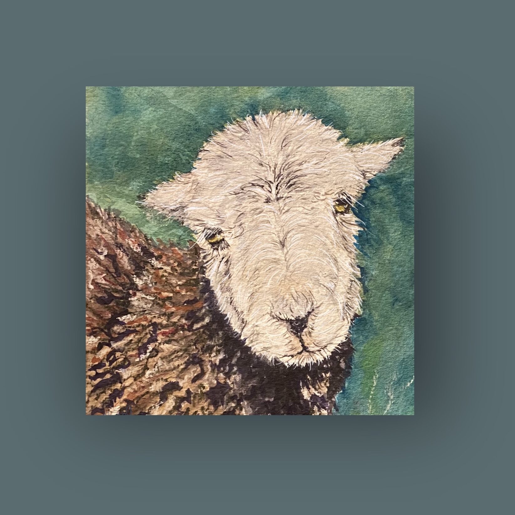 Loch Herdwick sheep unmounted