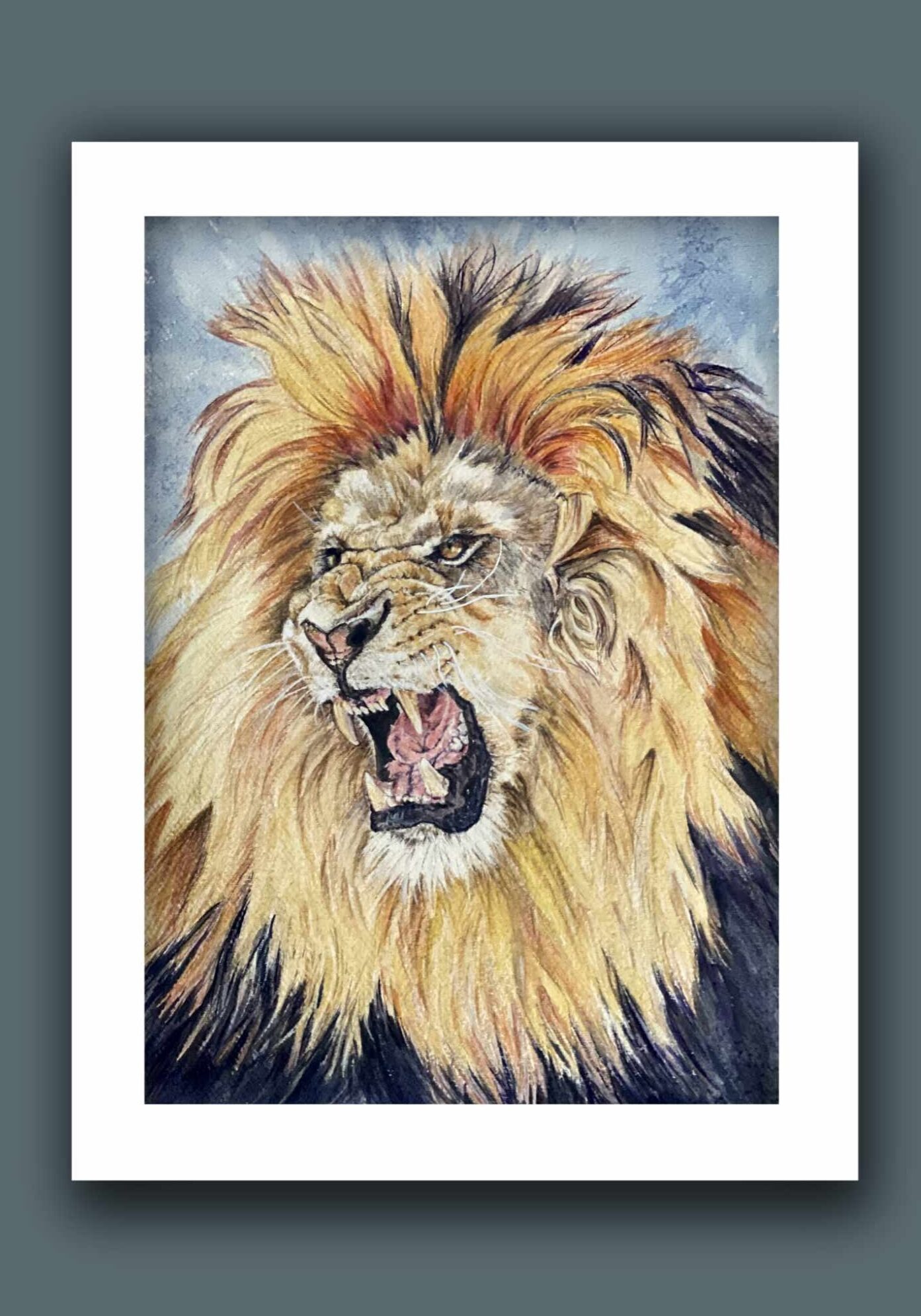 Portrait of a Roaring lion showing his teeth.