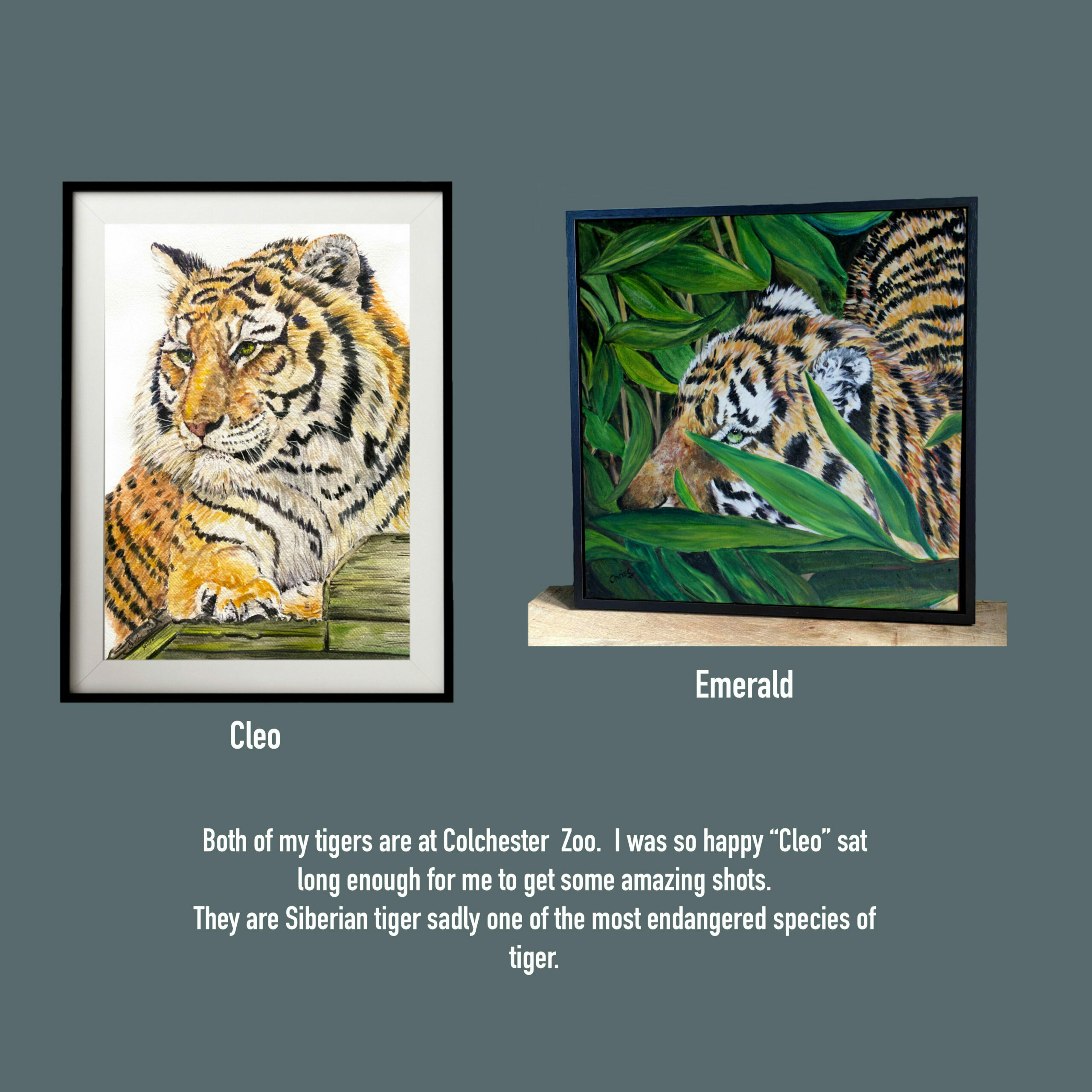 Two different tiger paintings, Cleo lying on a platform,  Emmerald strolling through the bushes.