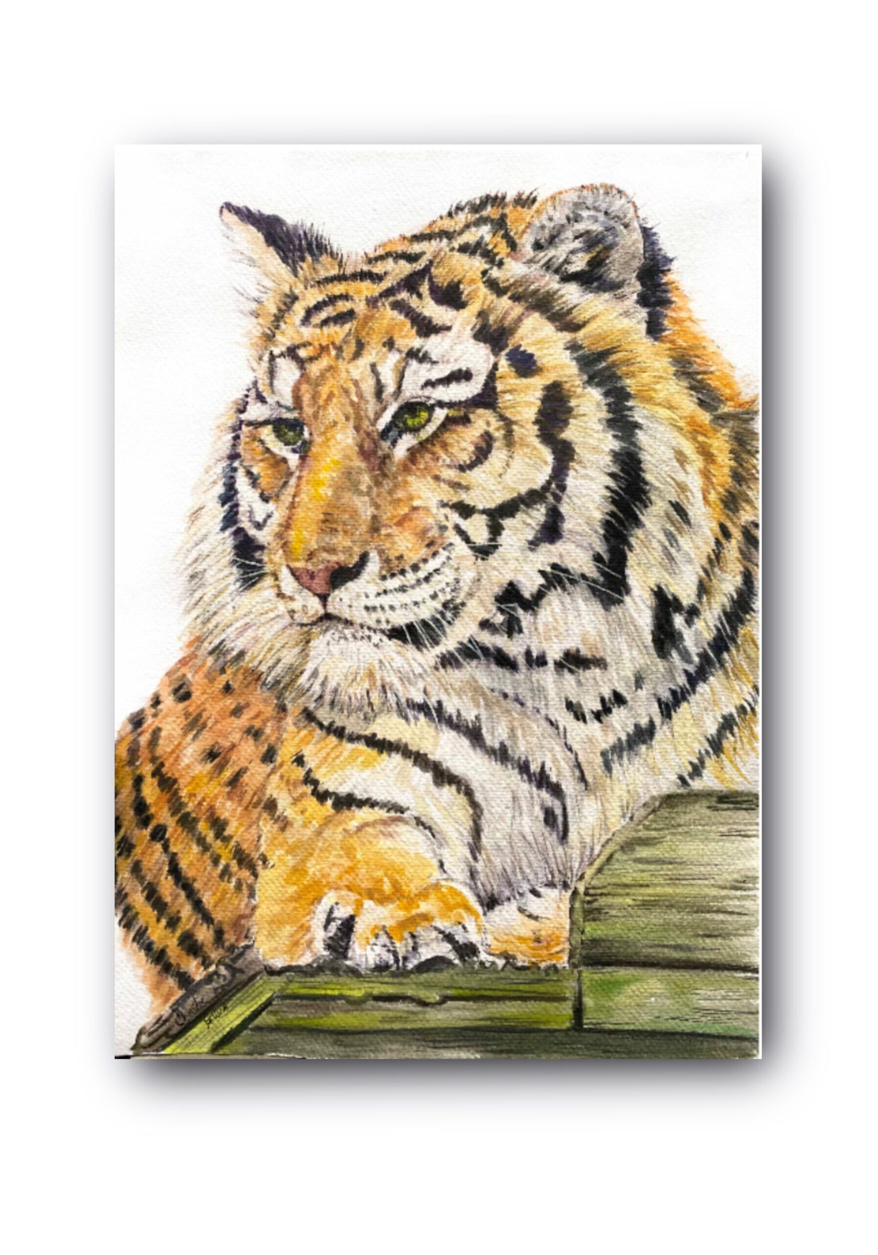 Portrait of cleo tiger. Lying down with her head upwards
