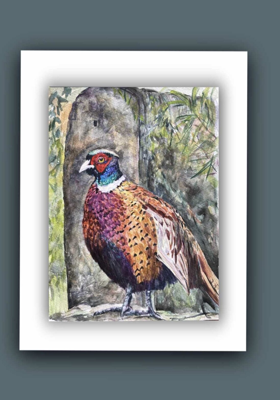 Lovely colourful male pheasant in watercolours and inks . A4 size original.
Background wall with greenery over it. 